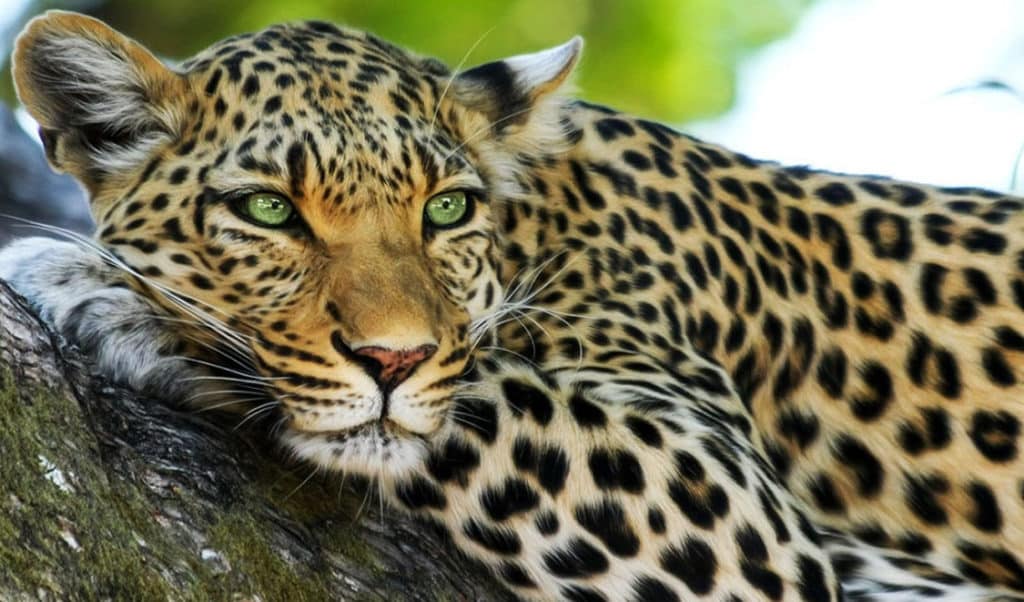 que significa sonar con jaguares descubra lo que revelan sus suenos