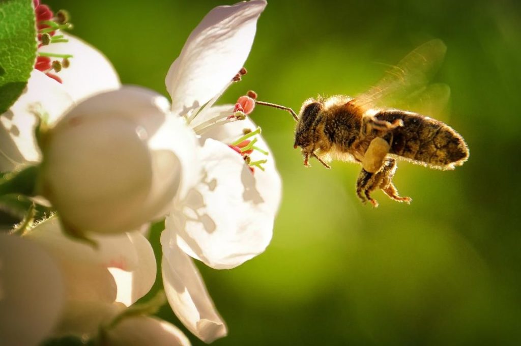 que significa sonar con muchas abejas que te pican significado de los suenos