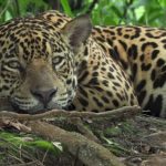que significa sonar con un jaguar descubre el significado en esta guia