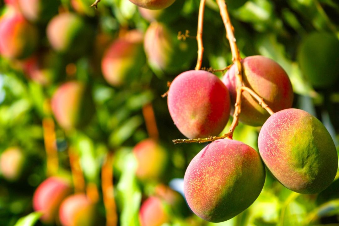 arboles mango