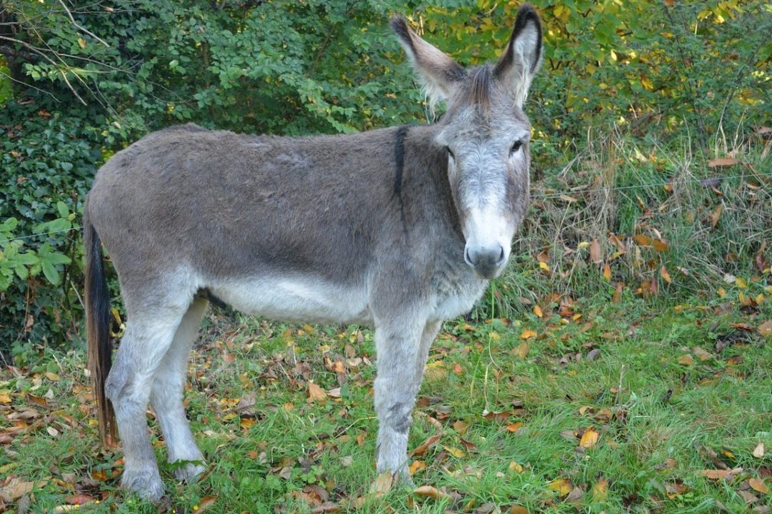 burro gris