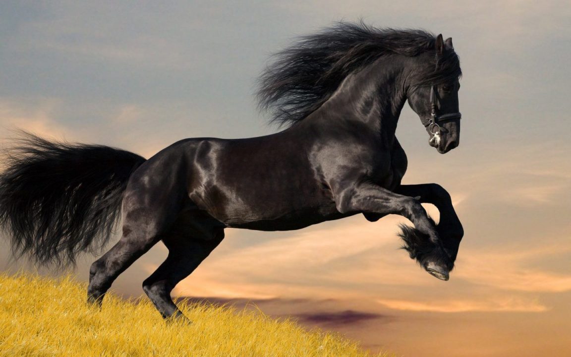 caballo negro 1