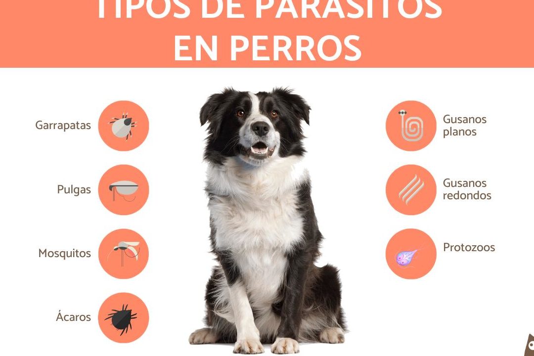 parasitos perros 1