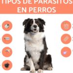 parasitos perros