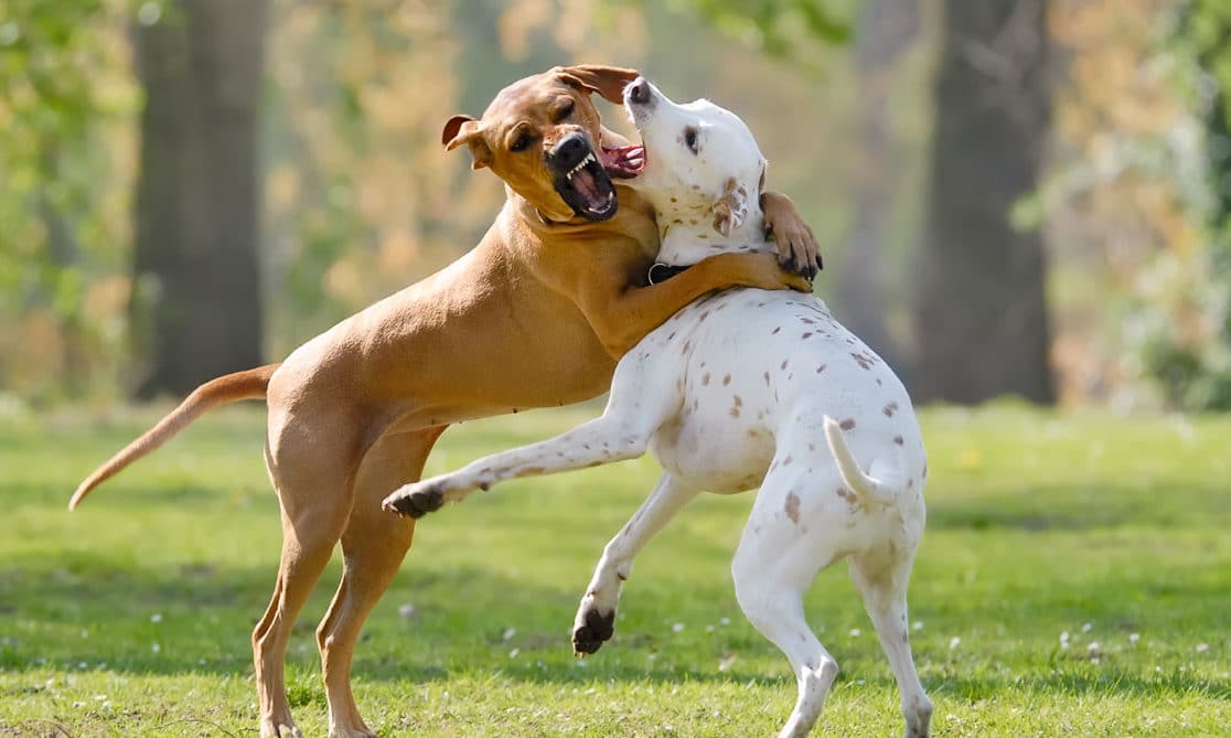 perros peleando