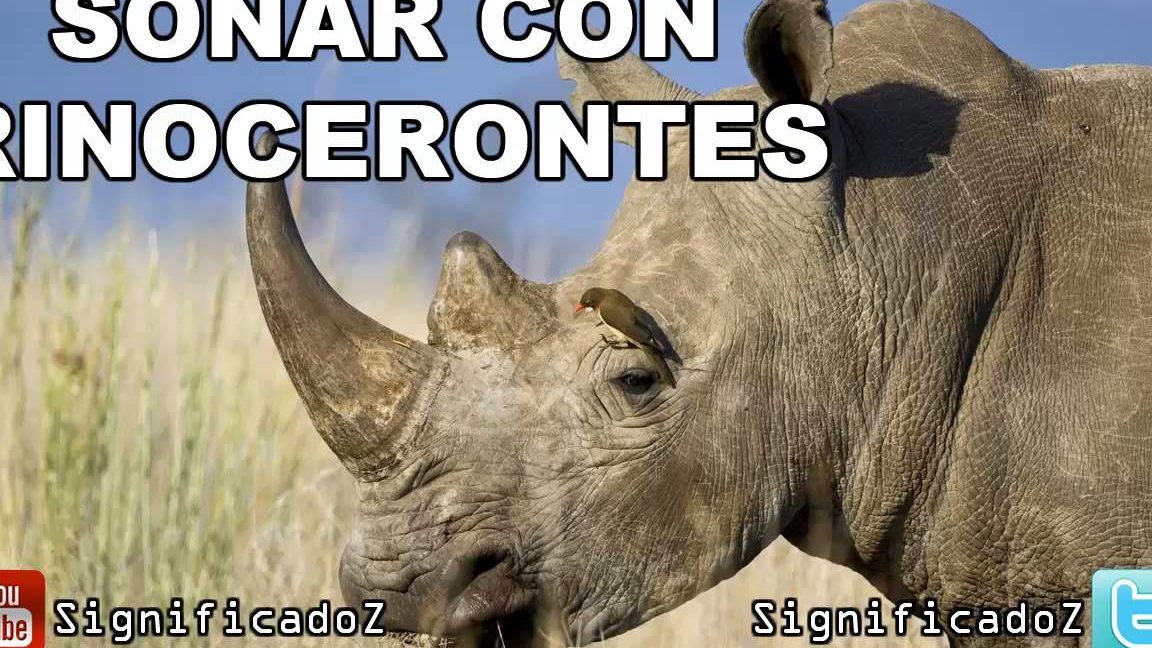 que significa sonar con rinocerontes descubre el significado de los suenos con rinocerontes