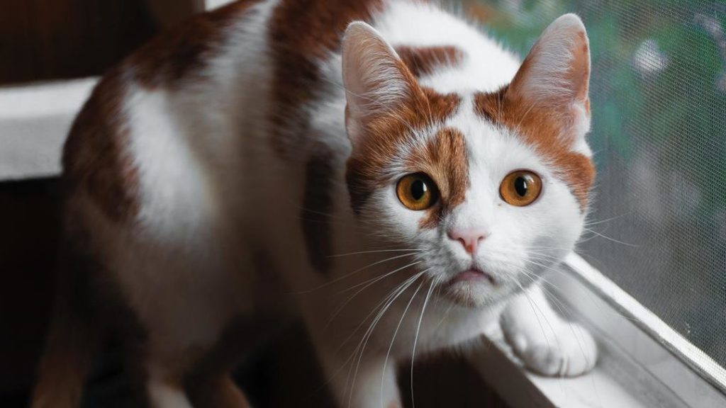 que significa sonar con un gato naranja descubre el significado de los suenos con gatos naranjas
