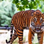 que significa sonar con un tigre suelto descubre los significados ocultos de tu sueno