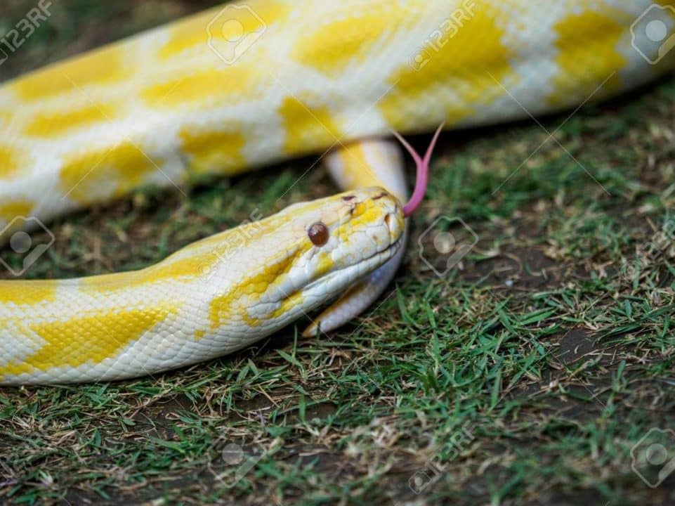 serpientes amarillas