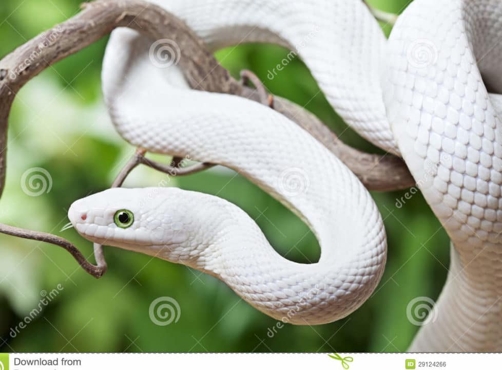 serpientes blancas