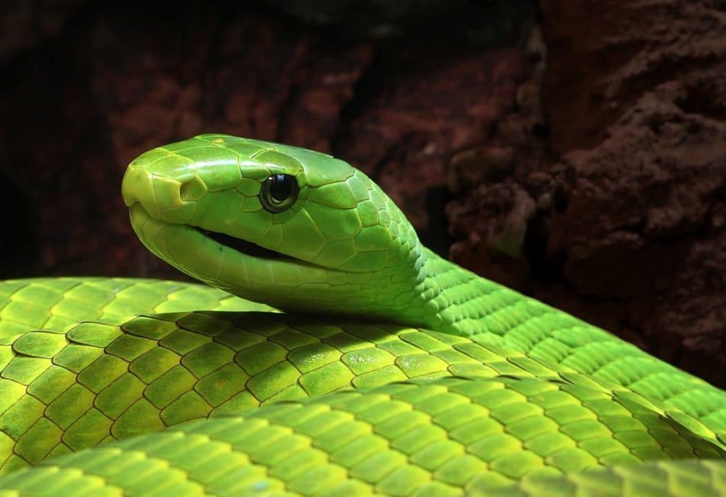 serpientes verdes