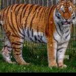 tigre grande