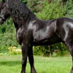 caballo negro 1