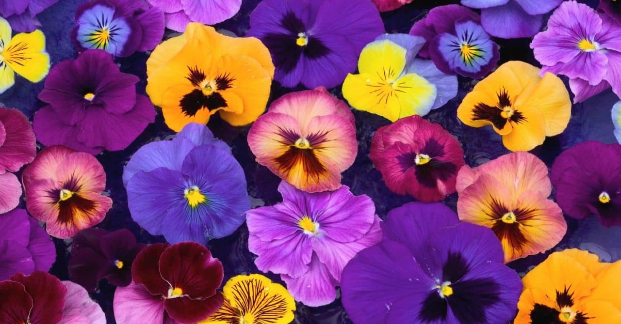 flores colores