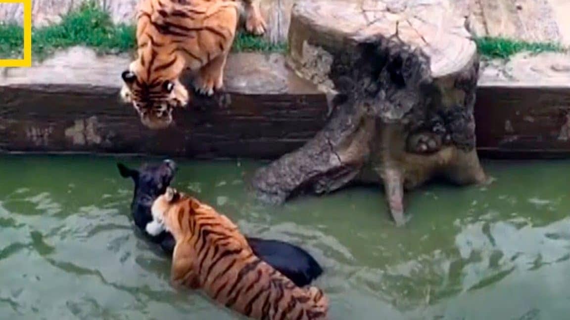 tigres atacando