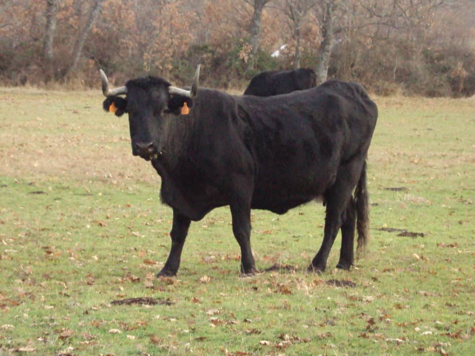 vaca negra