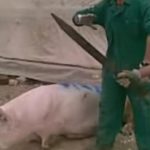matan cerdo