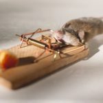 matar ratones