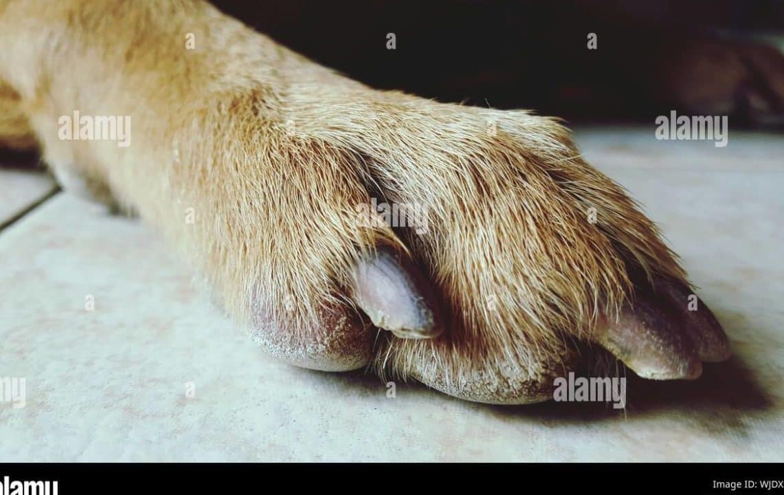 perro pierna