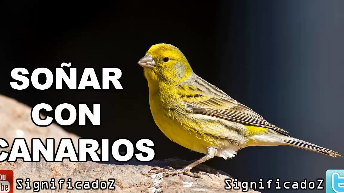 sonar canarios