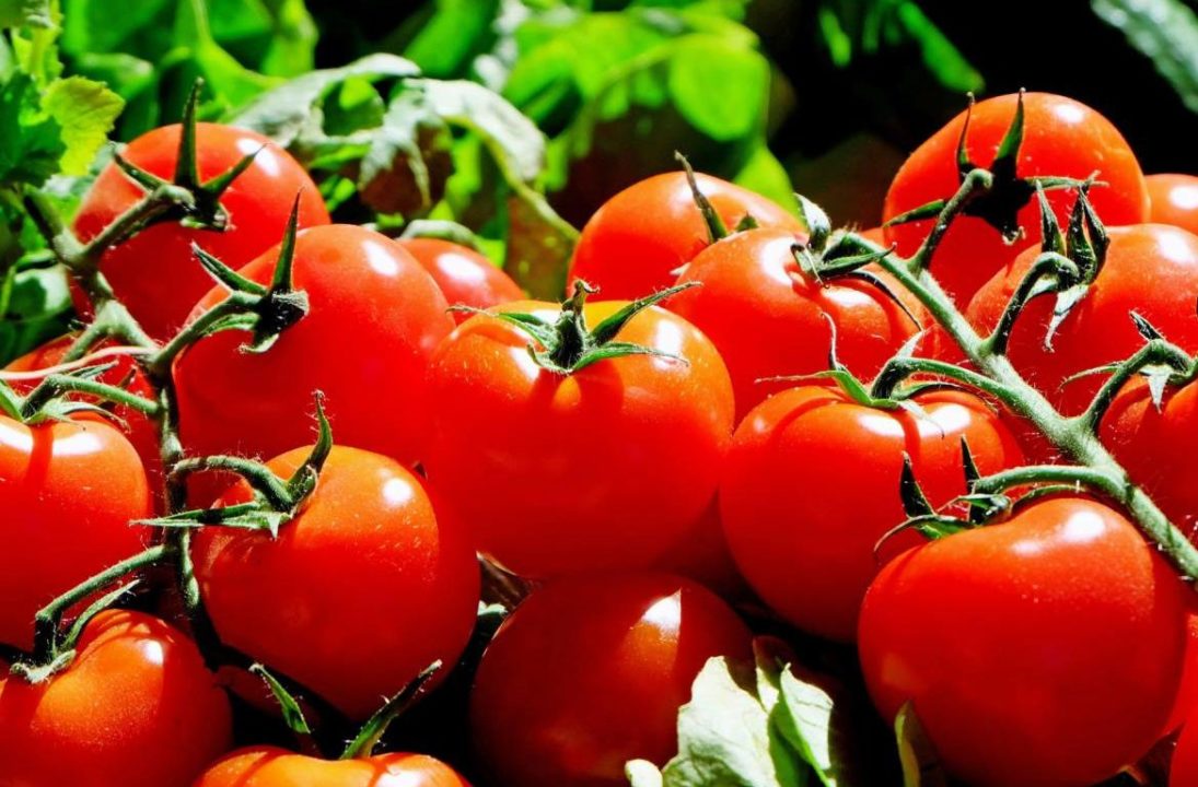 tomates rojos 1