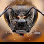 abejas cabeza