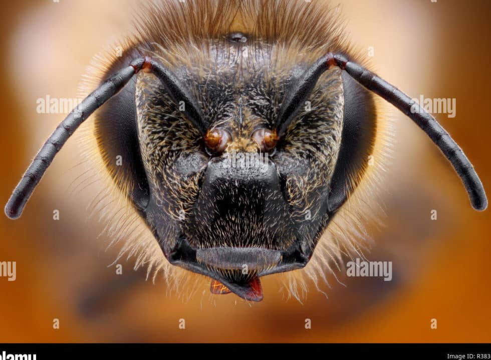 abejas cabeza