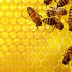 abejas enjambre