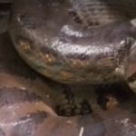 anacondas matarlas