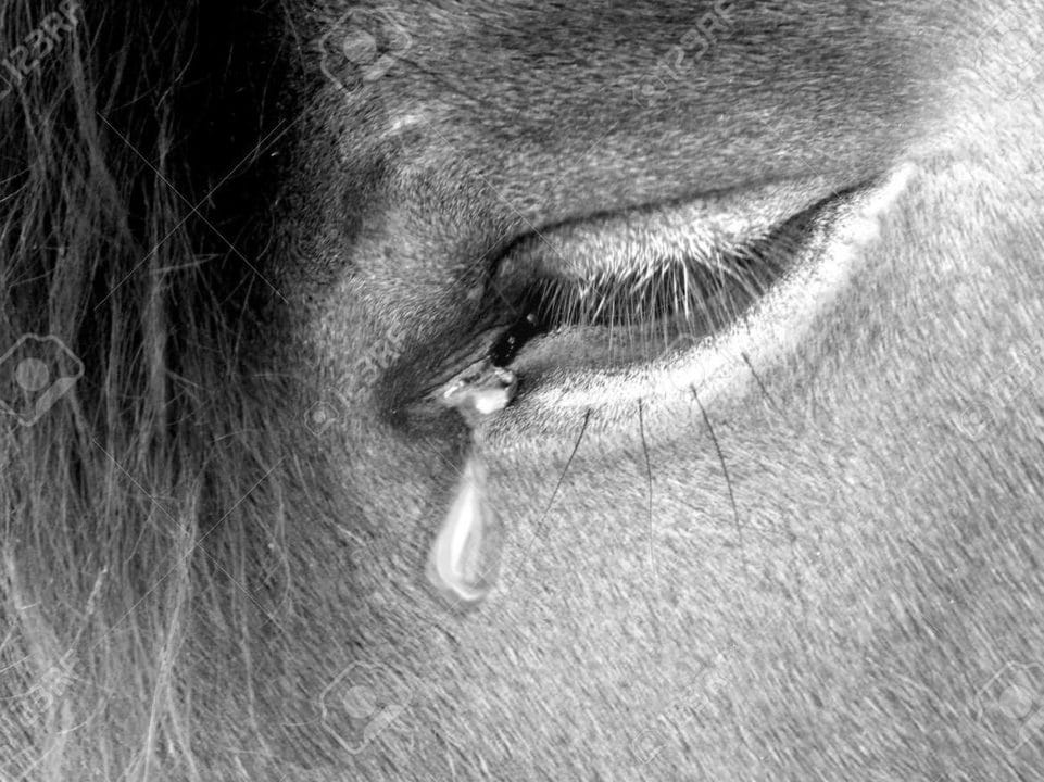 caballo llorando