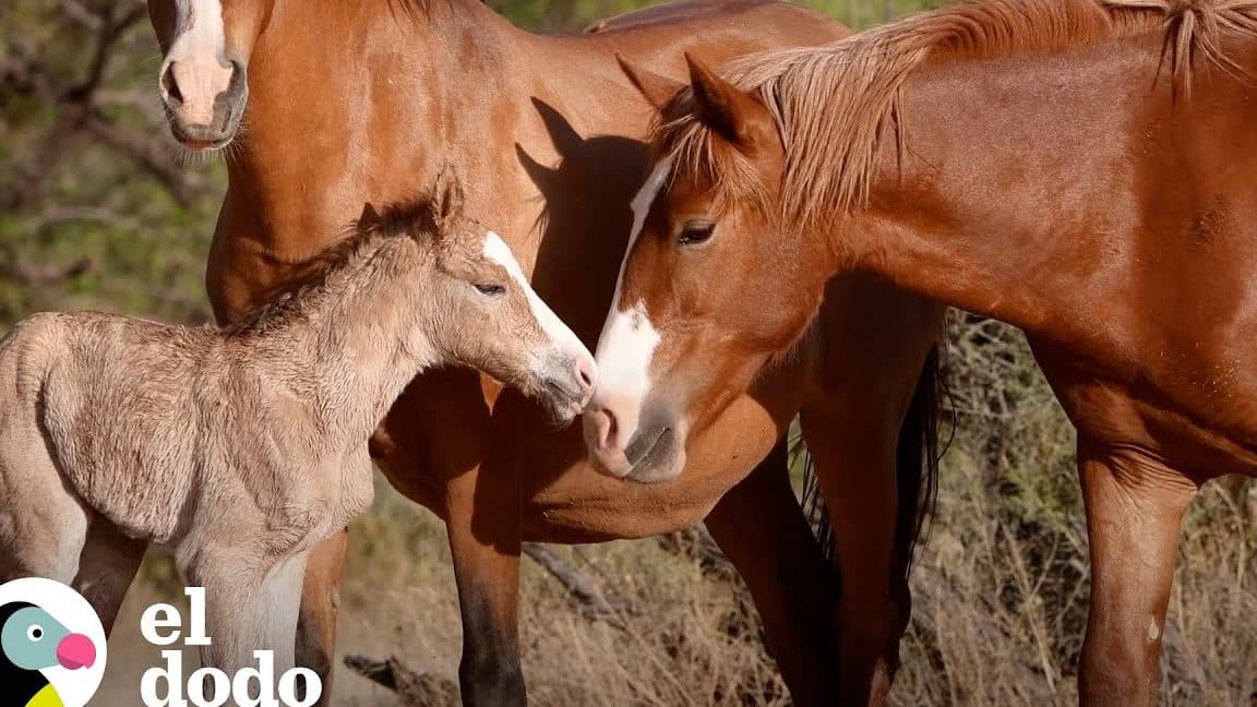 caballos bebes