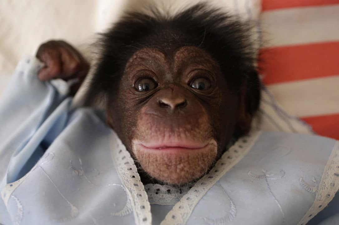 chimpance bebe