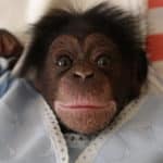 chimpance bebe