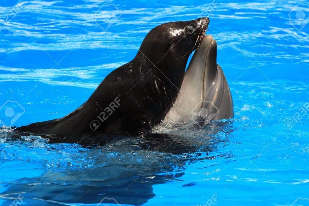 delfines focas
