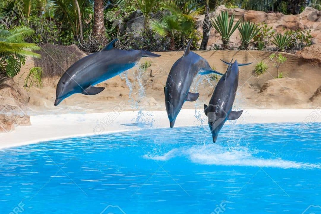 delfines piscina