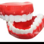 dientes plastico