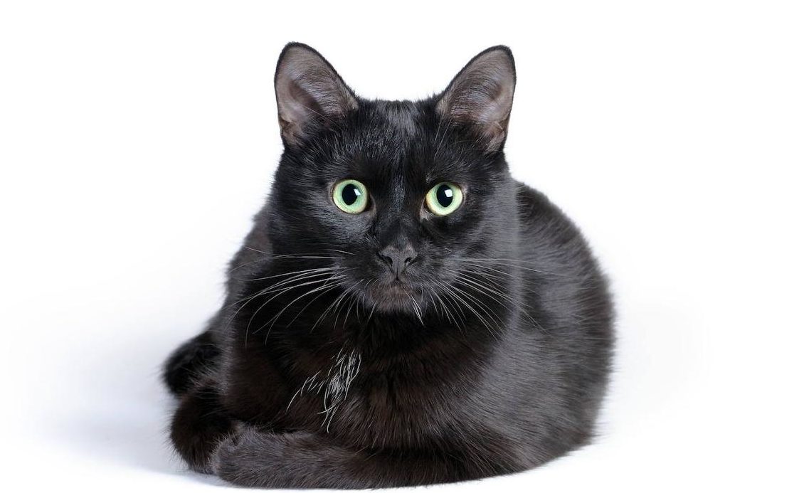 gato negro 3