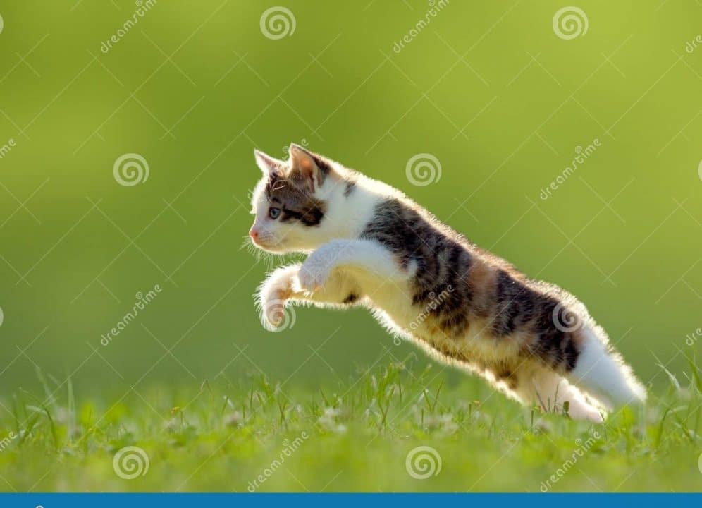 gato salta
