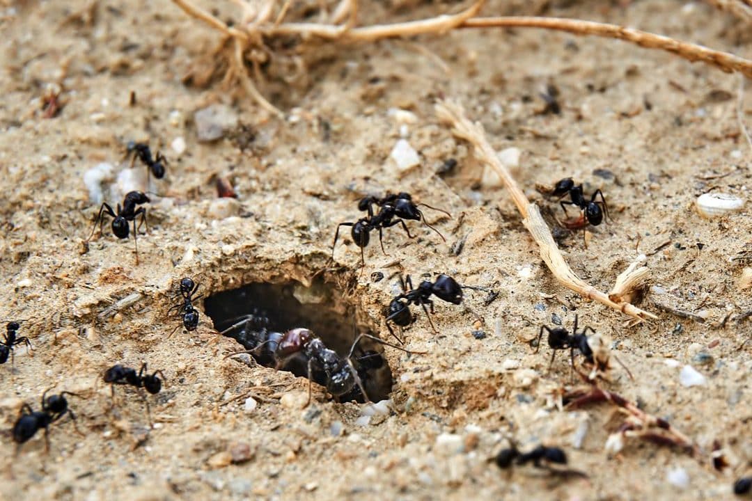 hormigas suelo