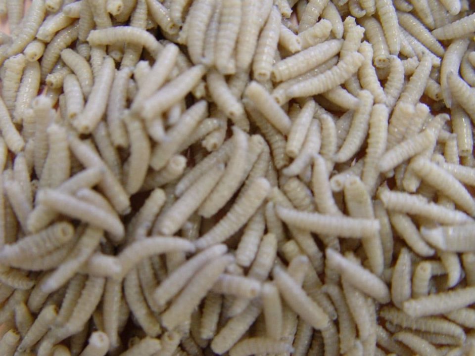 larvas gusanos