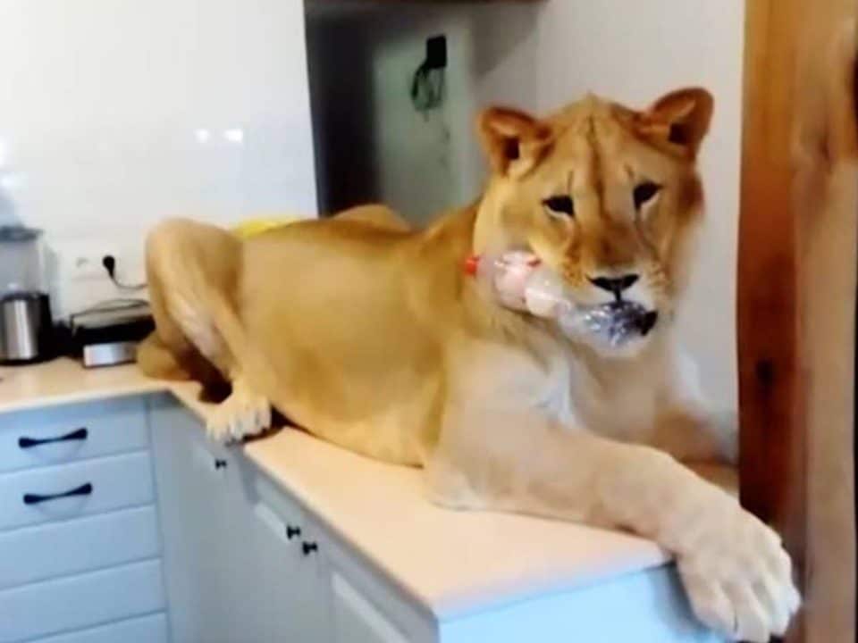 leon mascota