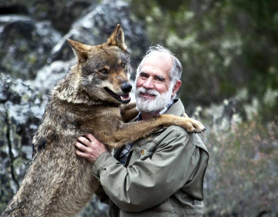 lobo amigo