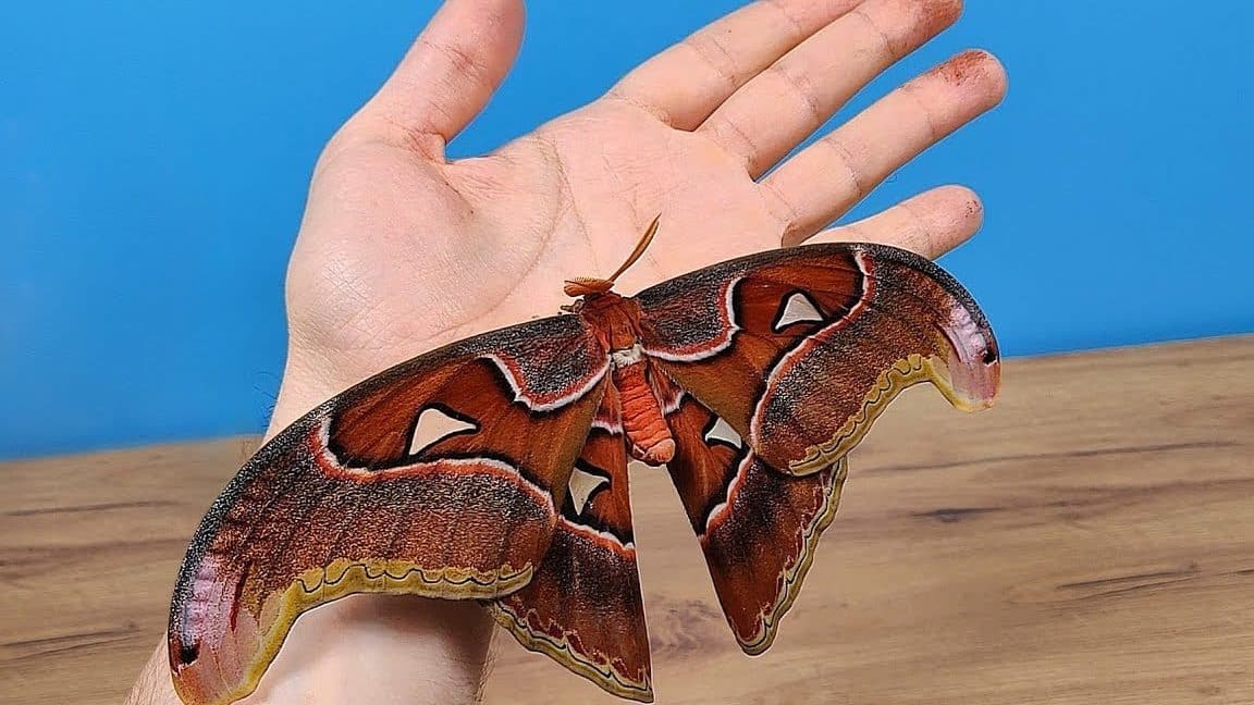 mariposas gigantes