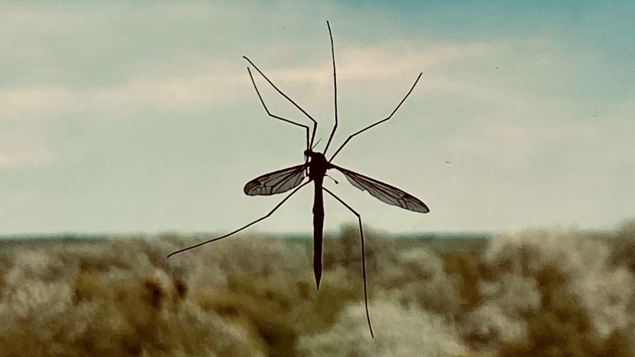 mosquitos volando