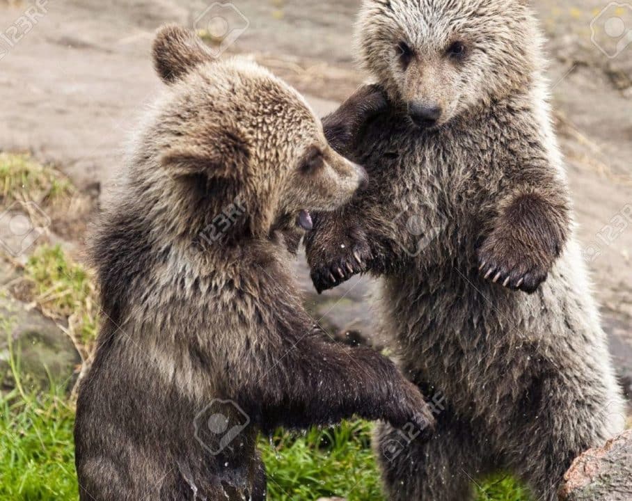 osos jugando