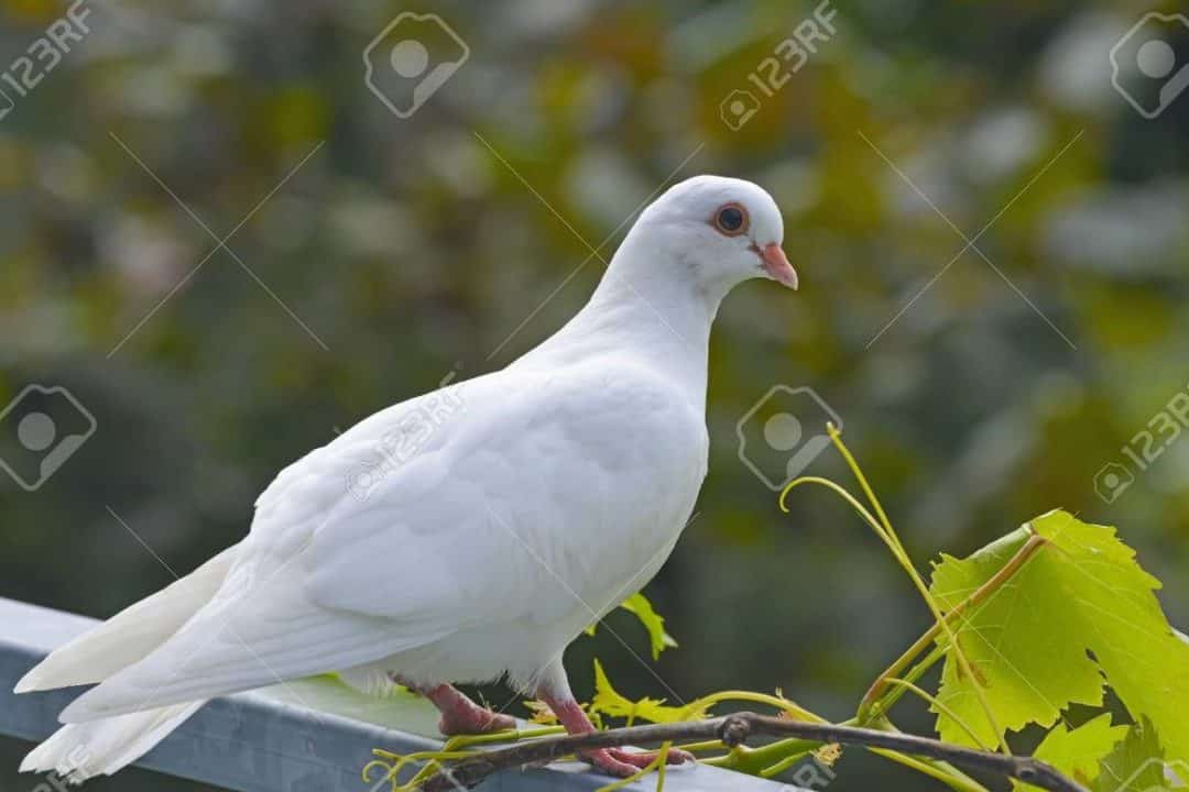 paloma blanca