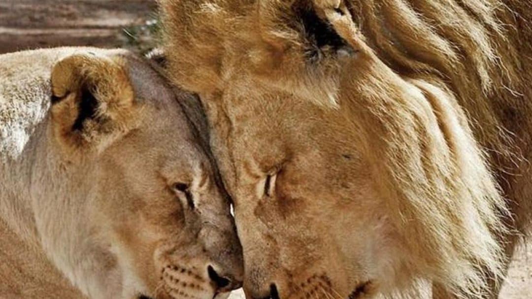 pareja leones