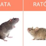 ratas ratones