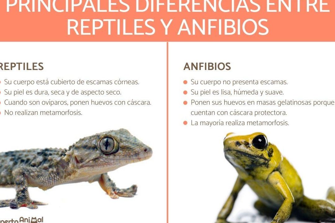 reptiles anfibios