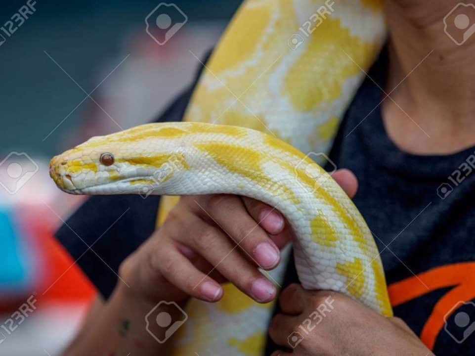 serpientes amarillas